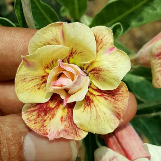 Grafted Adenium (208)