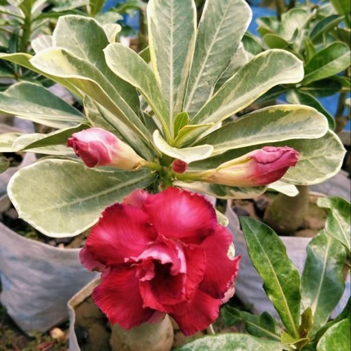 Grafted Adenium (VR)