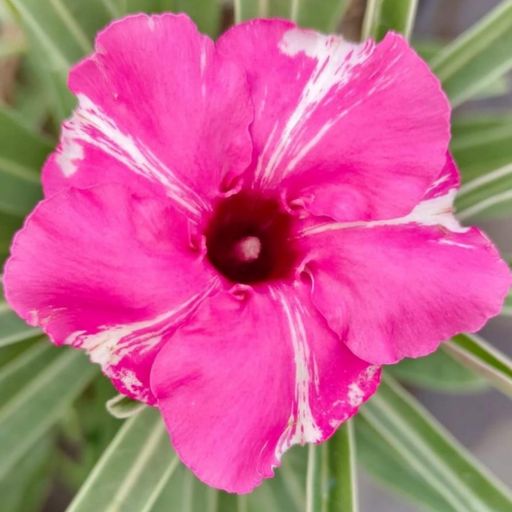 Grafted Adenium (Diamond Ring)