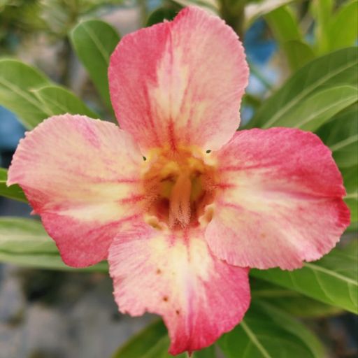 Grafted Adenium (516)