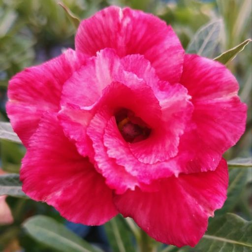 Grafted Adenium (275)