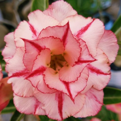 Grafted Adenium (V18)