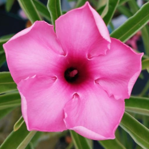 Grafted Adenium (Swazicum Pink)