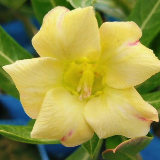 Grafted Adenium (651)