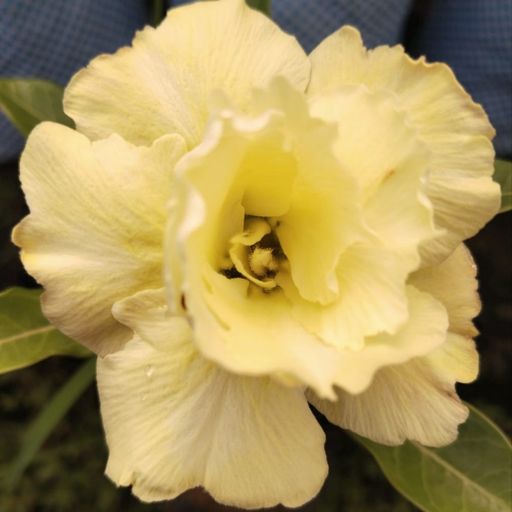 Grafted Adenium (187)