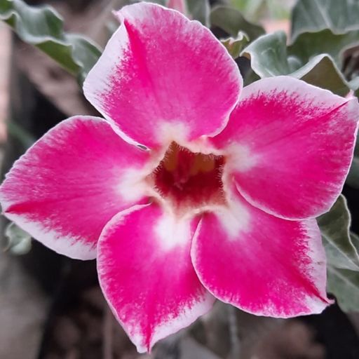 Grafted Adenium (518)