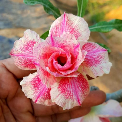 Grafted Adenium (296)