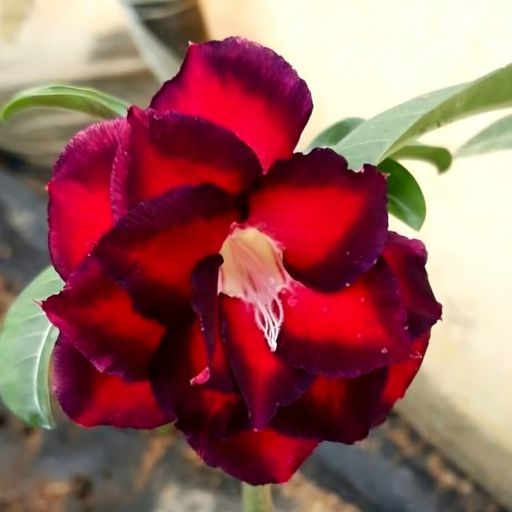 Grafted Adenium (78)