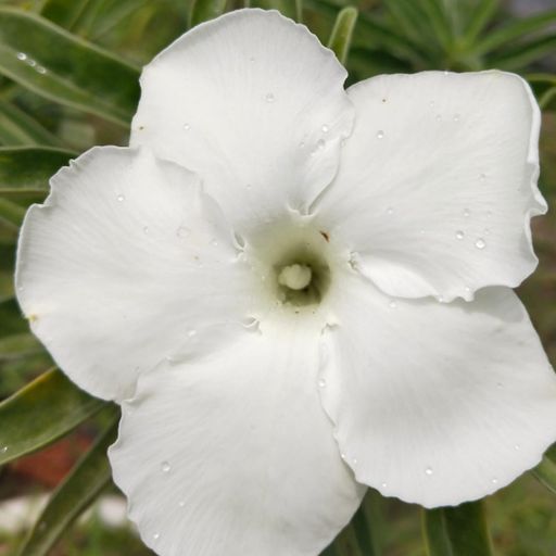 Grafted Adenium (Swazicum White)