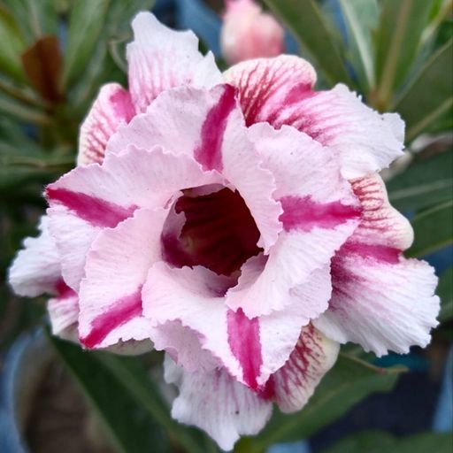 Grafted Adenium (284)