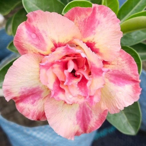 Grafted Adenium (235)