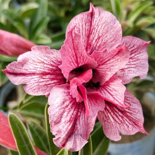 Grafted Adenium (250)