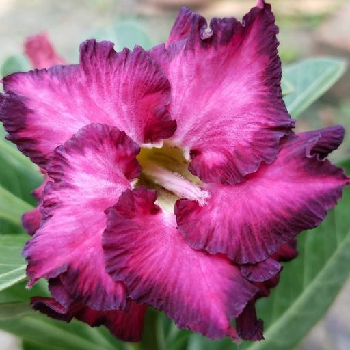 Grafted Adenium (103)