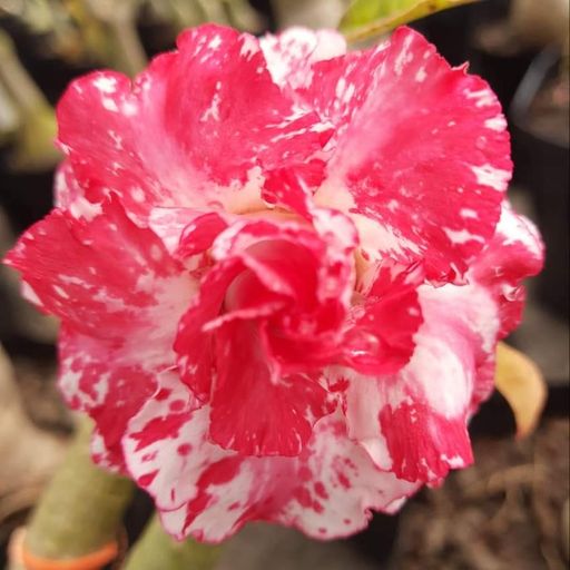 Grafted Adenium (190)