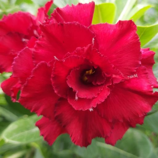 Grafted Adenium (V591)