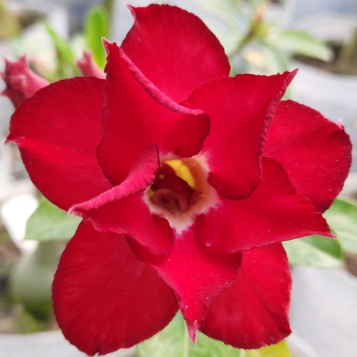 Grafted Adenium (Small Red)