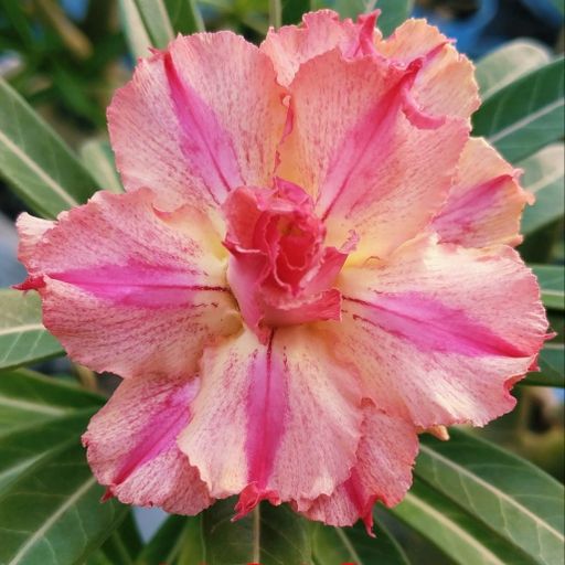 Grafted Adenium (V213)