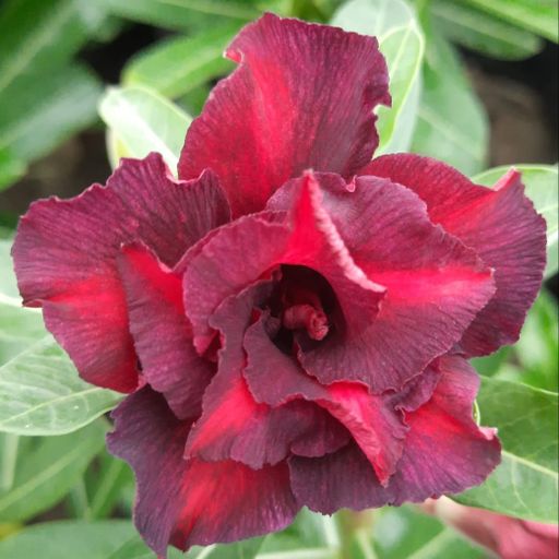 Grafted Adenium (269 )