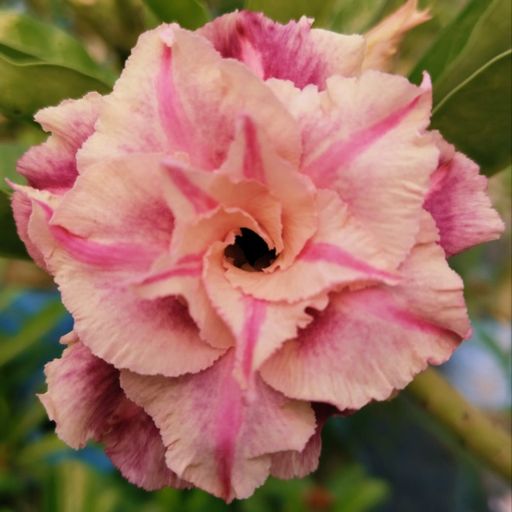 Grafted Adenium (261)