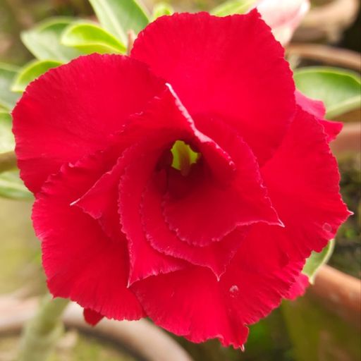 Grafted Adenium (226)