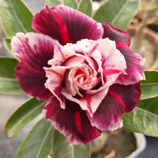 Grafted Adenium (259)