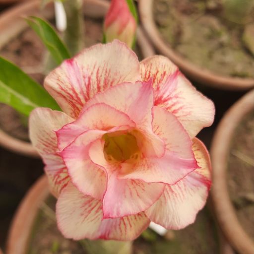 Grafted Adenium (203)