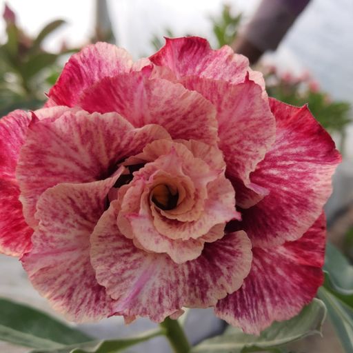 Grafted Adenium (260)
