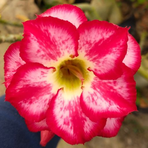 Grafted Adenium (V355)