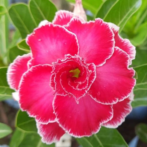 Grafted Adenium (302)