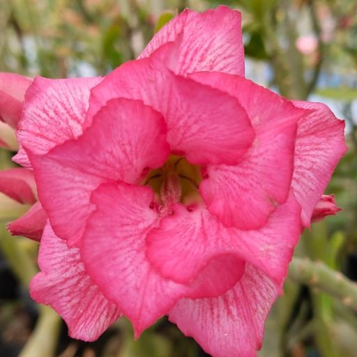 Grafted Adenium (V202)