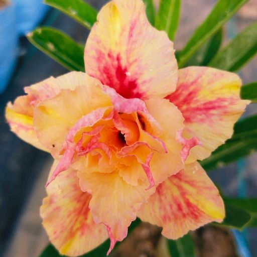 Grafted Adenium (236)