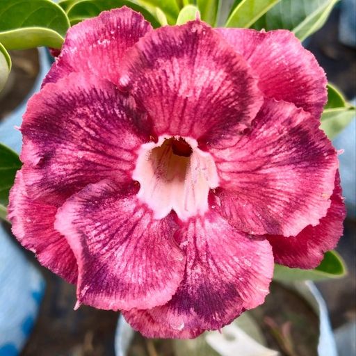 Grafted Adenium (286)