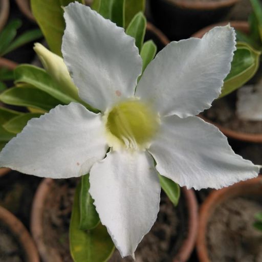 Grafted Adenium  (SWH)