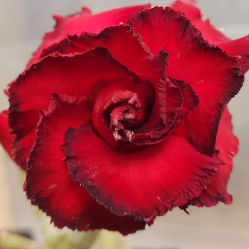 Grafted Adenium (DRDM)