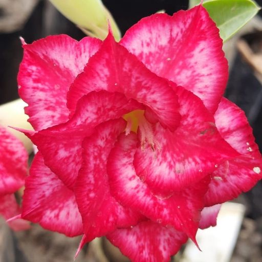 Grafted Adenium (177)