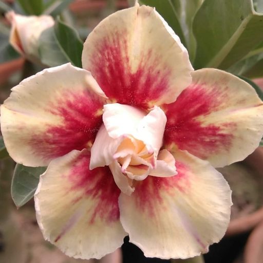 Grafted Adenium (178)