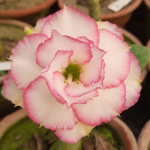 Grafted Adenium (204)