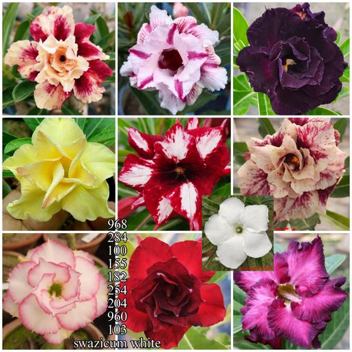 10 Grafted adeniums Combo Offer (10 Plants)