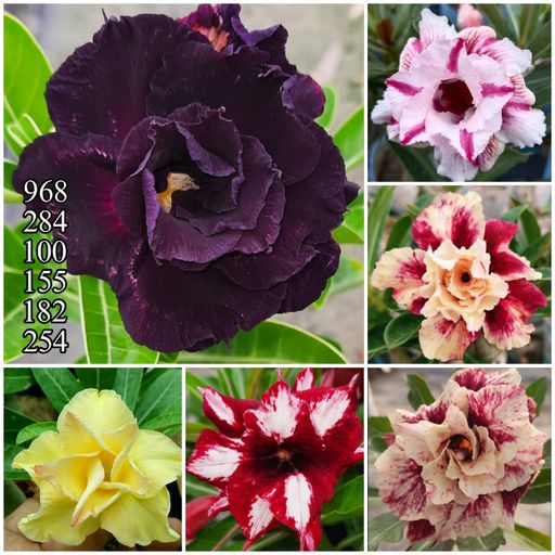 6 Grafted Adeniums Combo Offer (6 Plants)