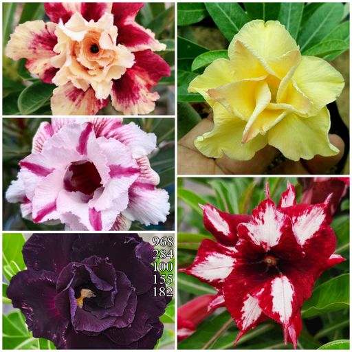 5 Grafted Adeniums Combo offer (5 Plants)