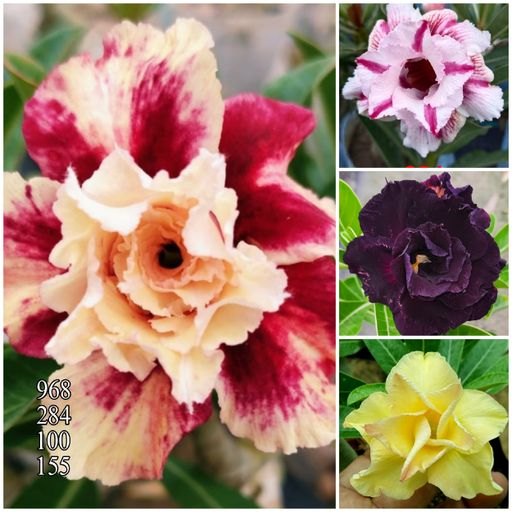 4 Garfted Adeniums Combo offer (4 Plants)