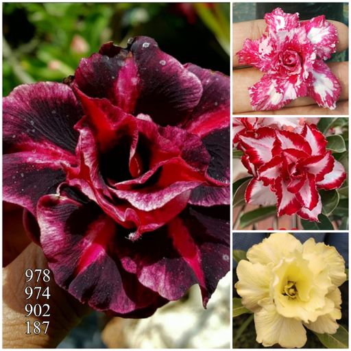 4 Grafted Adenium Combo offer (4 Plants)