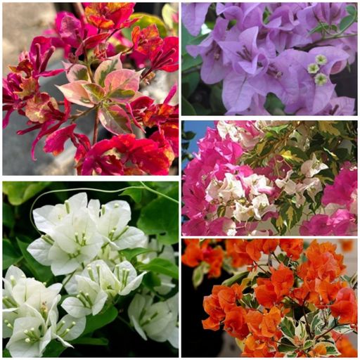 Safari Colors Combo (5 Plants)