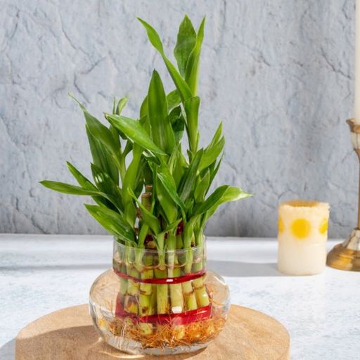 PremiumLucky Bamboo (2 layer) with Glass
