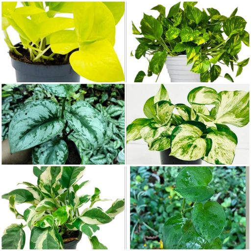 6 Hybrid Money Plants Combo