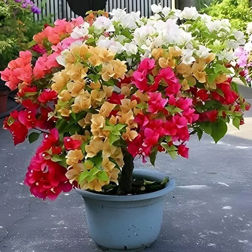 Multigrafted Bougainvillea (5 to 6 Colors) 