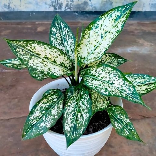 Aglaonema Snowwhite
