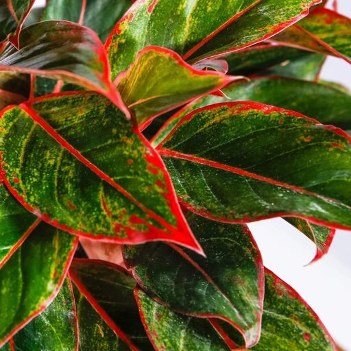 Aglaonema Lipstick