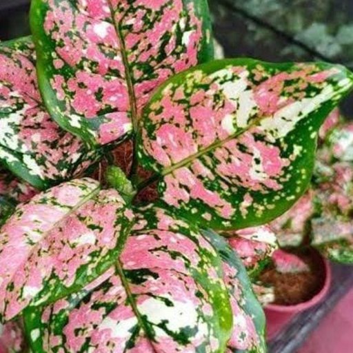 Aglaonema Tricolor