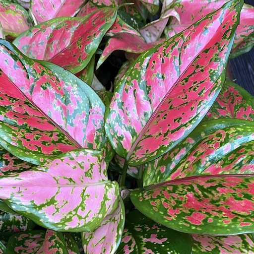 Aglaonema Pink Beauty